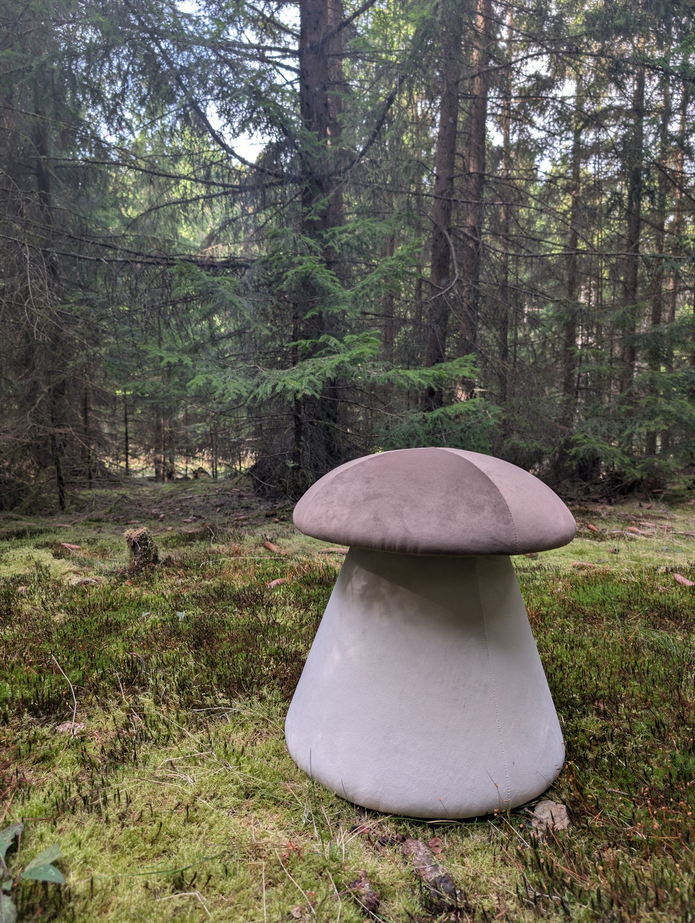 Heller Pilzhocker in einem moosigen Waldstück